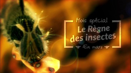 Mois Le Règne des insectes - Mars 2017