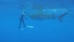 Animaux : Nemo, un requin-baleine de 13 mètres, a fait un incroyable voyage pendant 80 jours