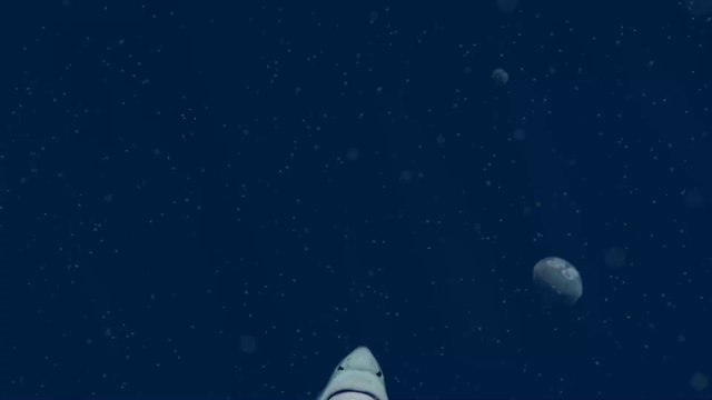 Afrique du Sud : Les étranges disparitions des grands requins blancs sont-elles liées aux orques ?