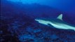 Insolite : un requin pèlerin filmé par des plaisanciers