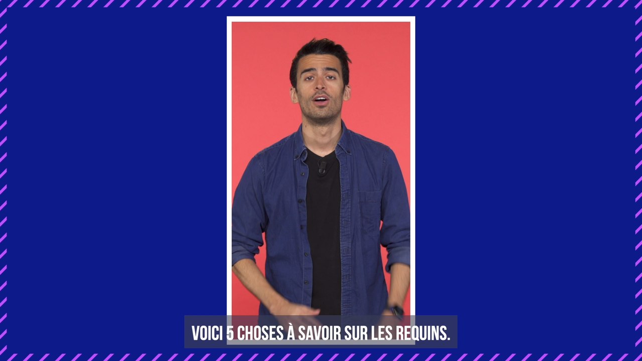 Insolite : un plongeur breton filme sa rencontre avec un requin-taupe