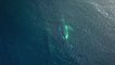 Baleine : un spécimen de 19 mètres échoue dans le nord de la France