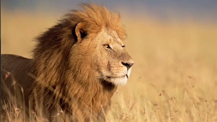 Afrique du Sud : Ils découvrent six lions en train de squatter leur terrasse (Vidéo)