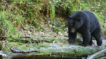 Etats-Unis : une famille installe des caméras dans son jardin et découvre qu’ils ont un visiteur assez particulier