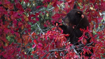 Etats-Unis : des ours s’installent sur son canapé, il immortalise les moments