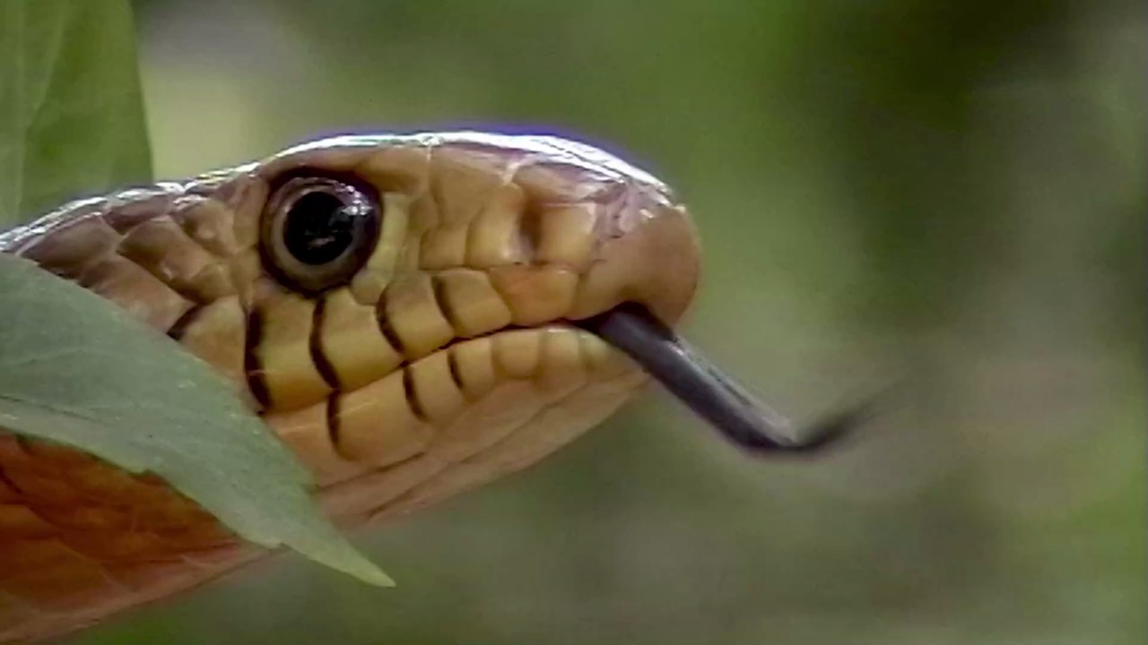 Inde : un serpent se trouvait dans la soute d’un avion