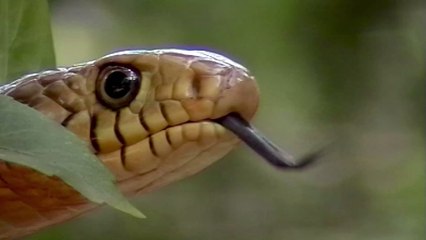 Inde : un serpent se trouvait dans la soute d’un avion