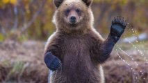 États-Unis : une adolescente chasse un ours de son jardin à mains nues pour sauver ses chiens