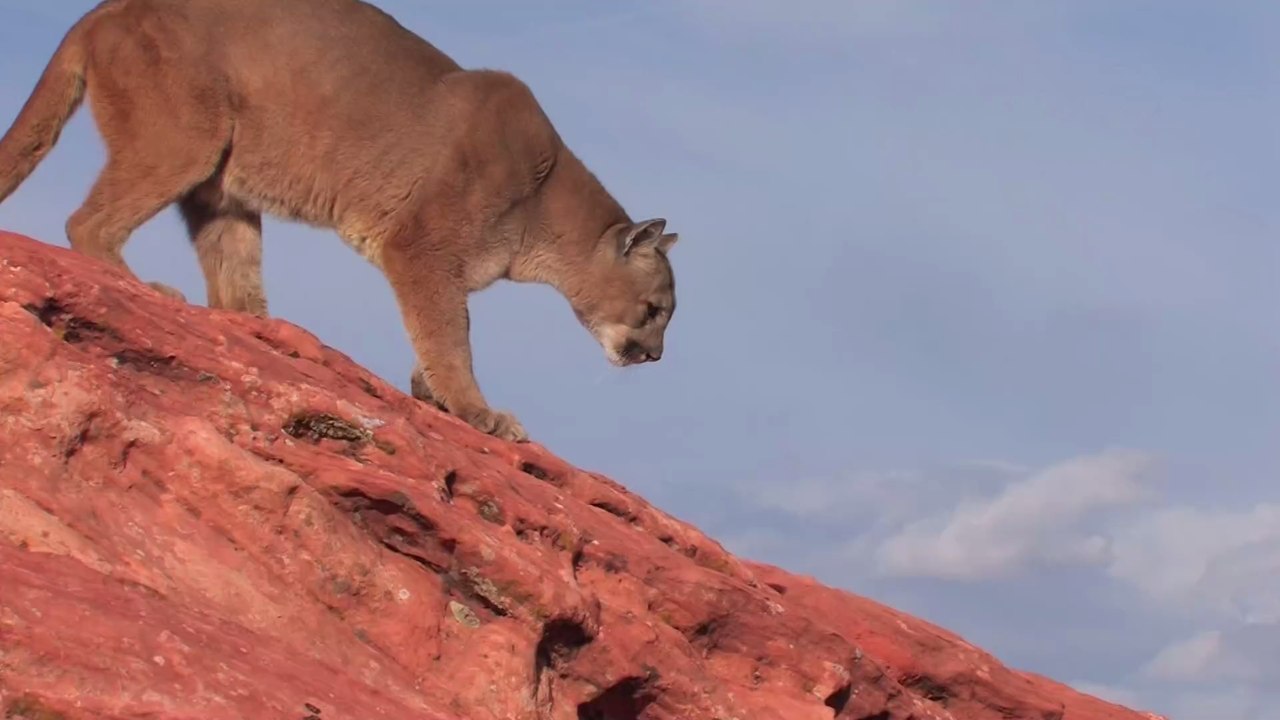 Etats-Unis : elle sauve son fils de 5 ans d’une attaque de puma