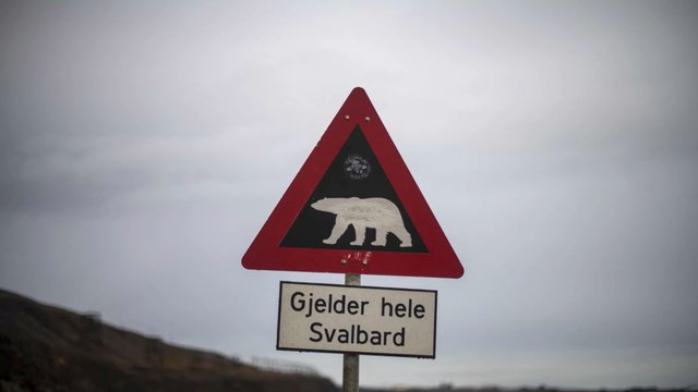 Réchauffement climatique : un ours blanc obligé de chasser un renne, des images jamais vues