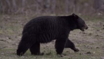 Etats-Unis : elle se fait voler son colis par un ours