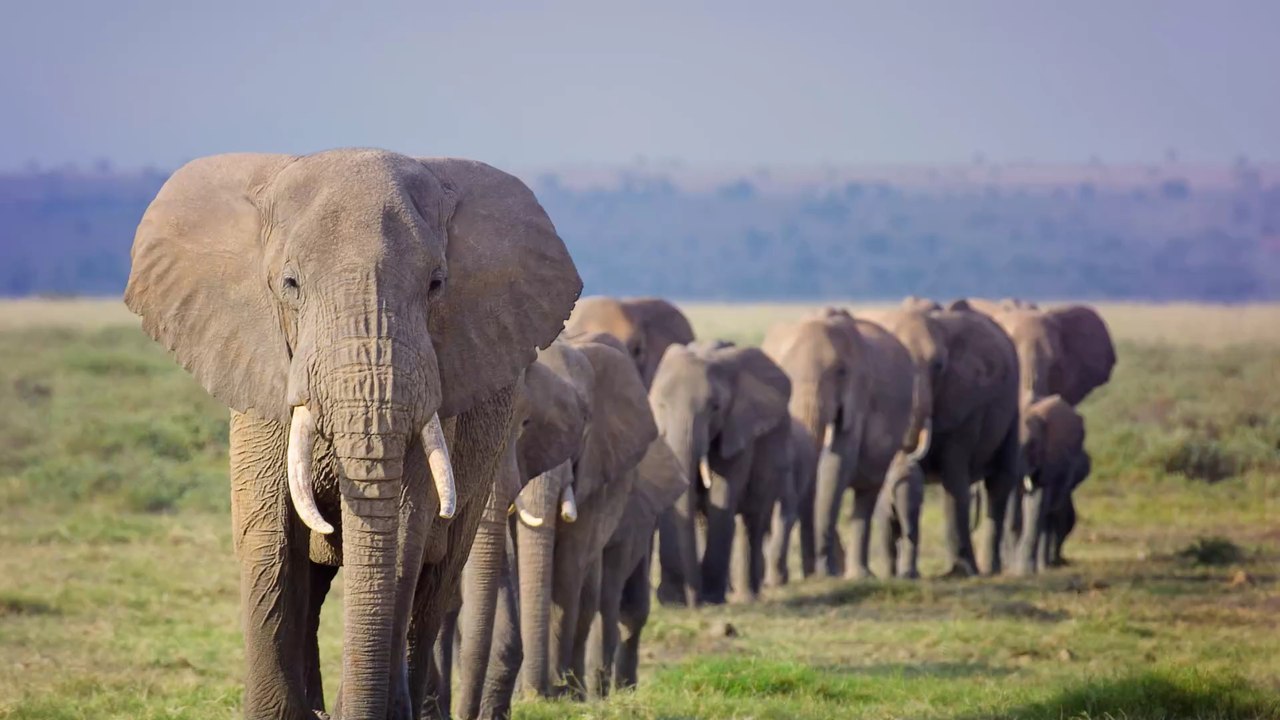 Afrique du Sud : un éléphant charge un véhicule lors d’un safari (VIDÉO)