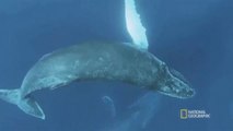 Calvados : un pêcheur en kayak rencontre une baleine de 12 mètres