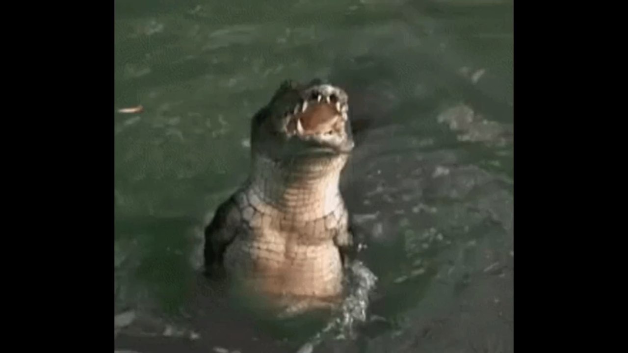 Angleterre : elle découvre un crocodile de plus d'un mètre dans le jardin du voisin