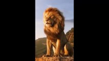 Tanzanie : Il filme un lion d'un peu trop près et le regrette instantanément (Vidéo)