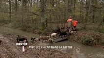 Passion chiens courants
