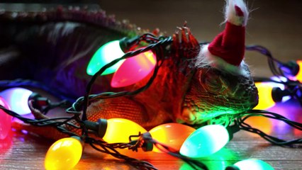 Floride : frigorifiés, des iguanes tombent des arbres