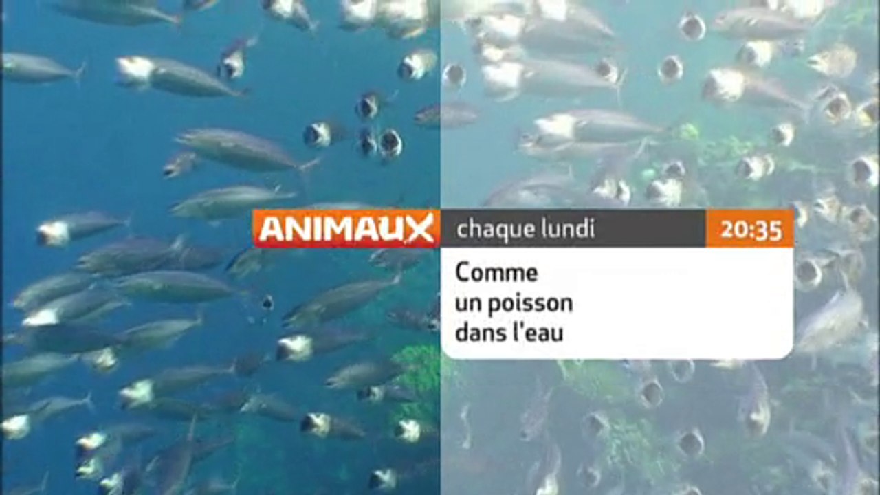 Comme un poisson dans l'eau
