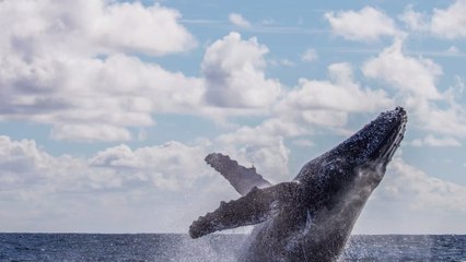 Insolite : ce Thaïlandais va devenir millionnaire grâce à du vomi de baleine