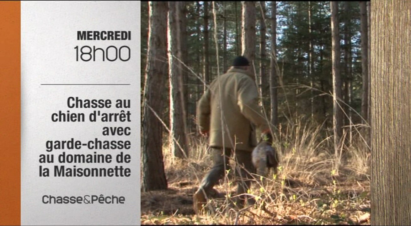 Chasse au chiens d'arrêt avec garde chasse au domaine de la Maisonnette