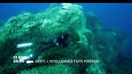 Denti, l'intelligence faite poisson