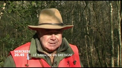 Le Sanglier en Bretagne