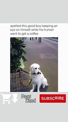 Funny Dog Videos 2022  #19 #Shorts