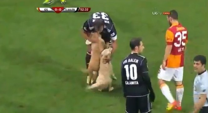 Deux chiens interrompent un match de Galatasaray