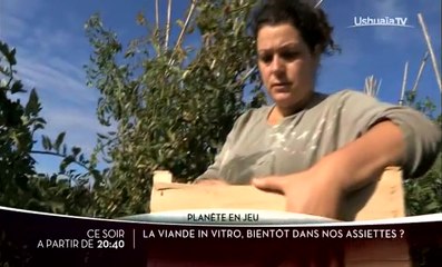 La viande in vitro : bientôt dans nos assiettes ? - 25/02/17
