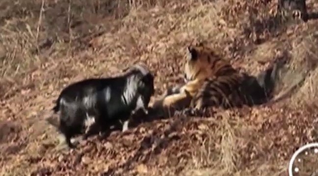 Le zapping du 26/02 : Un bouc et un tigre deviennent les meilleurs amis du monde.