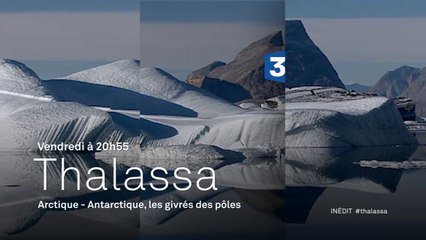Thalassa - Arctique - Antarctique : les givrés des pôles - 04/03/16