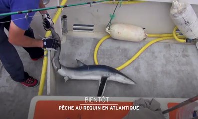 Pêche au requin en Atlantique - 12/02/17