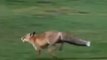Insolite : Le renard qui s'amuse à voler des balles de golf