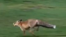 Insolite : Le renard qui s'amuse à voler des balles de golf
