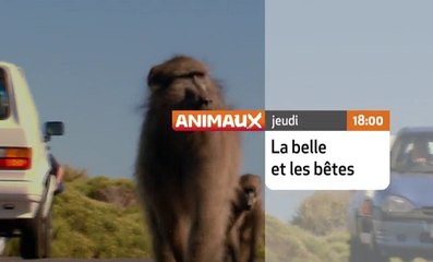 La Belle et les bêtes - 04/02/17
