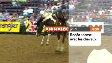 Rodéos : Danse avec les chevaux