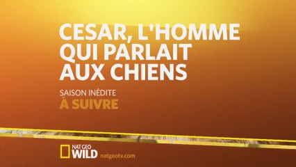 César, l'homme qui parlait aux chiens - Nat Geo Wild