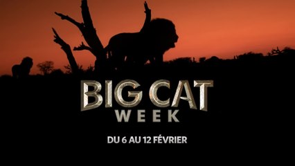La Big Cat week 2017 - 06/02 - 12/02