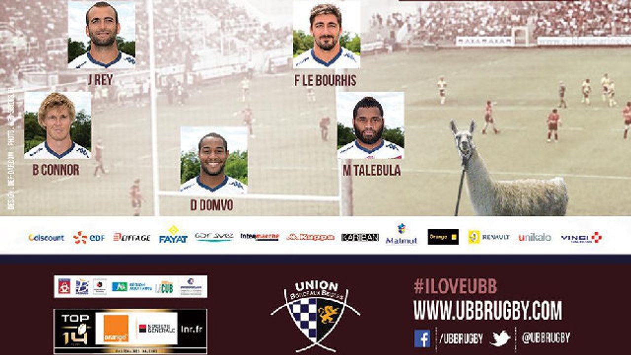 Insolite : Serge le lama, nouvelle star du sport à Bordeaux