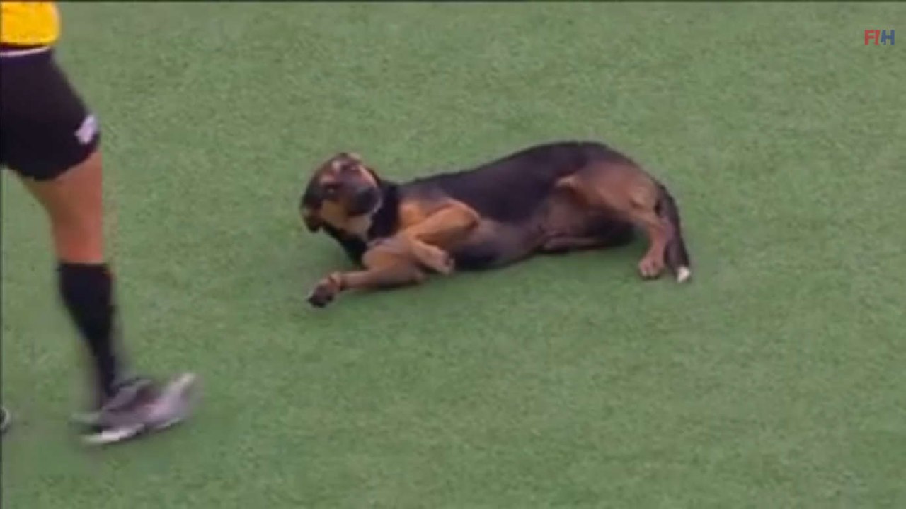 Insolite : Un chien interrompt une finale de Coupe du monde de hockey sur gazon