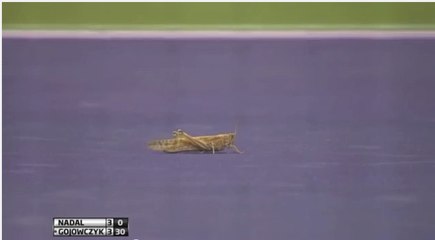 Insolite : Un match de Rafael Nadal interrompu par ... une sauterelle