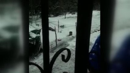 Yiyecek arayan tilki yerleşim yerine indi