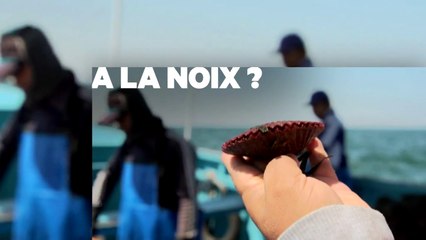 Saint-Jacques, tout un monde dans une coquille - France 5 - 05 02 17