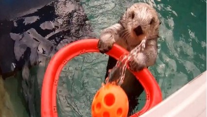 Une loutre de mer joue au basket pour soigner sa maladie
