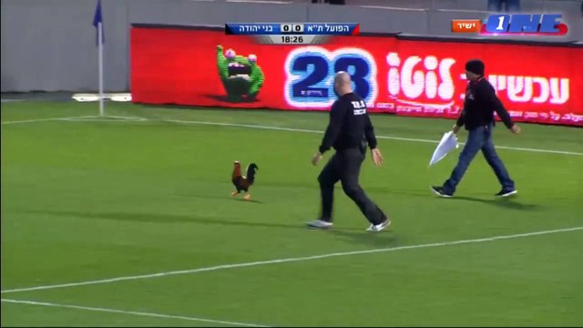 La course poursuite hilarante entre un coq et la sécurité lors d'un match de l'Hapoel Tel Aviv