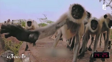 Le zapping du 13/01 : La réaction surprenante de singes à la mort d’un faux bébé singe…