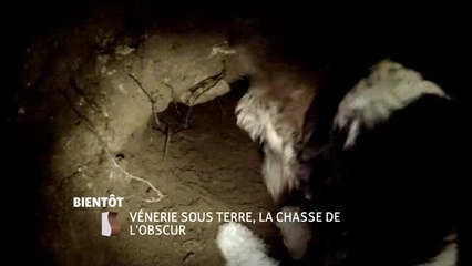 Vénerie sous terre, la chasse de l'obscur - 13/01/17