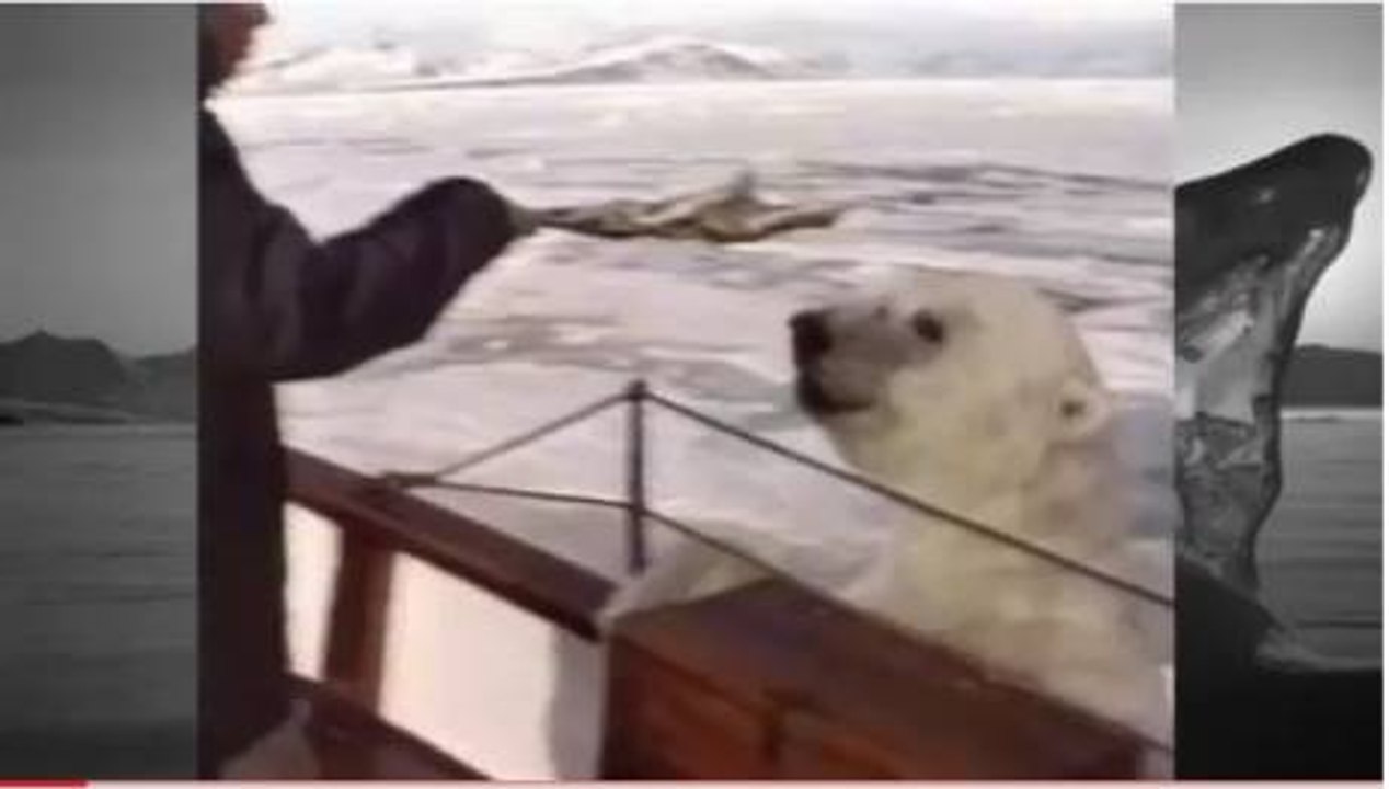 Comment nourrir un ours blanc ?