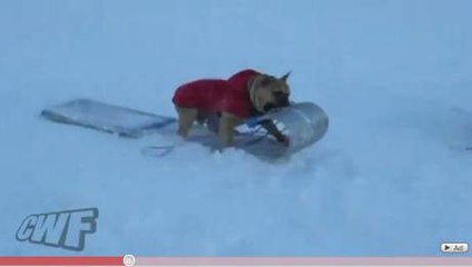 La luge : un sport que les chiens adorent !