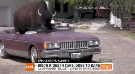 Il a choisi comme animal de compagnie... un bison!